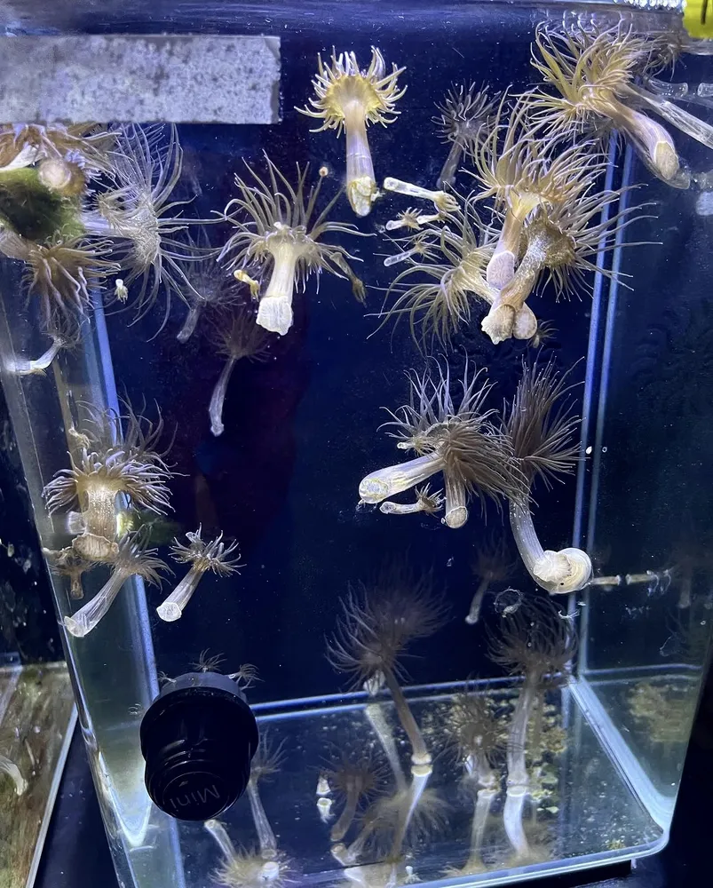 Coral specimens in a lab aquarium