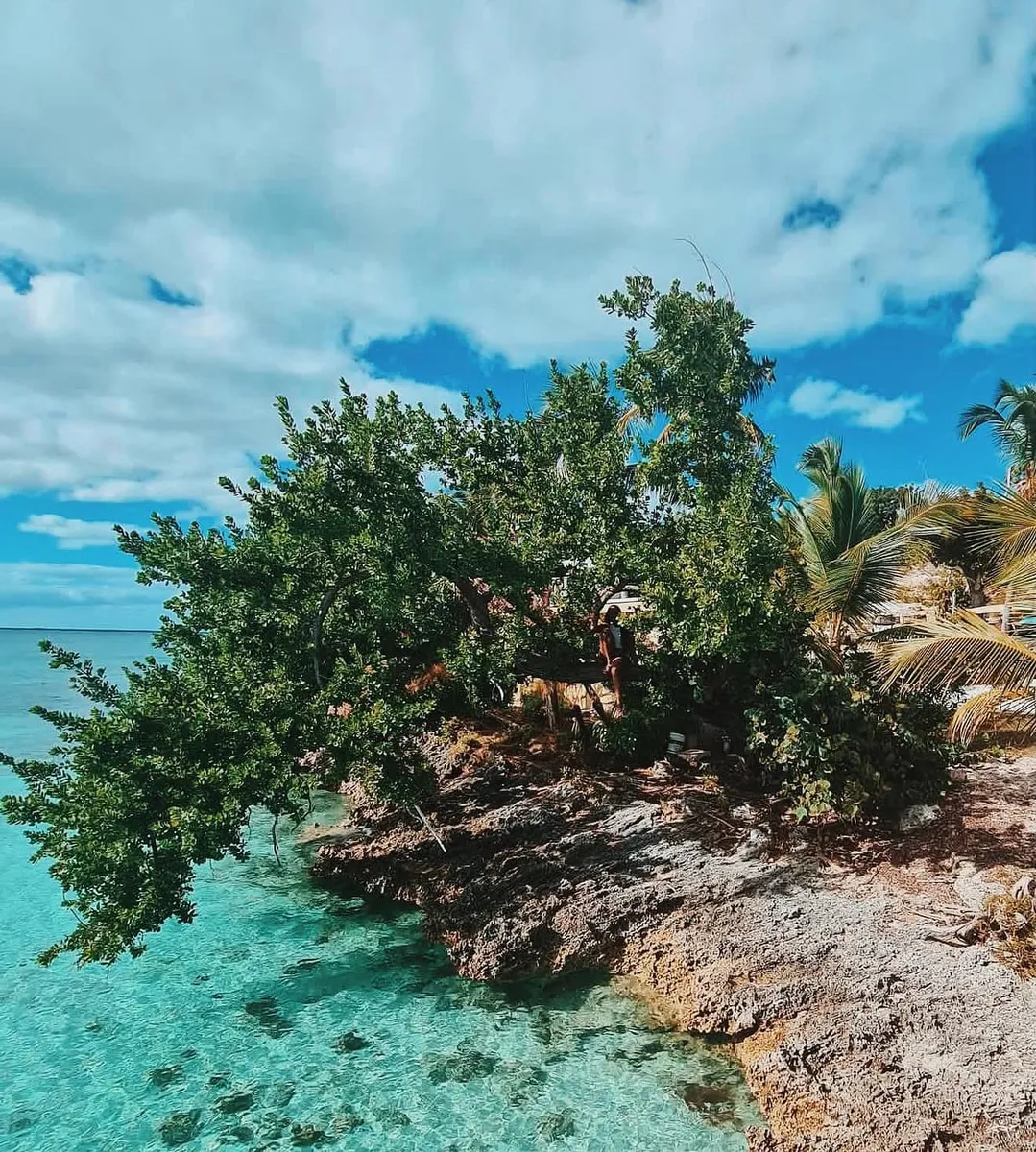A tree on rocks above clear blue water, with Kariel climbing in it