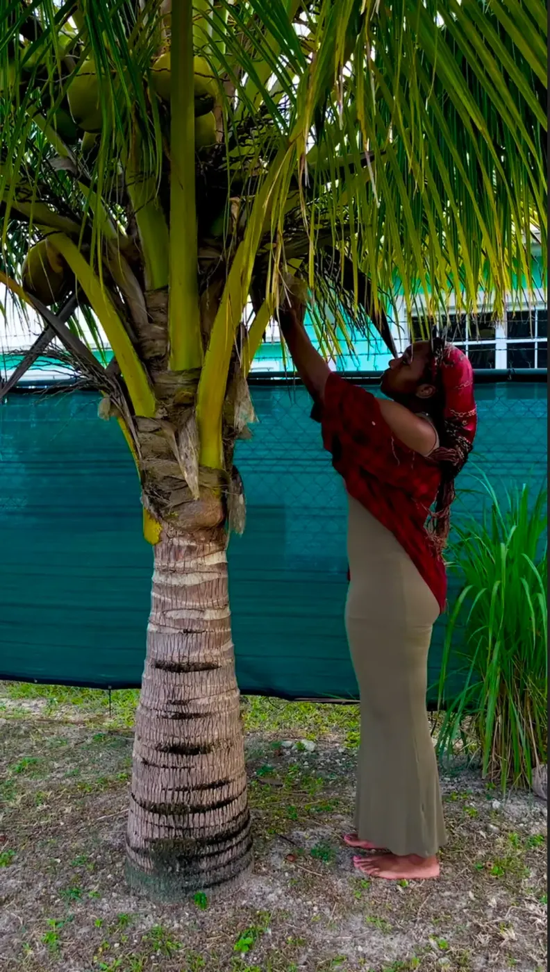 Kariel reaching up to pick coconuts from a palm in Grand Bahama